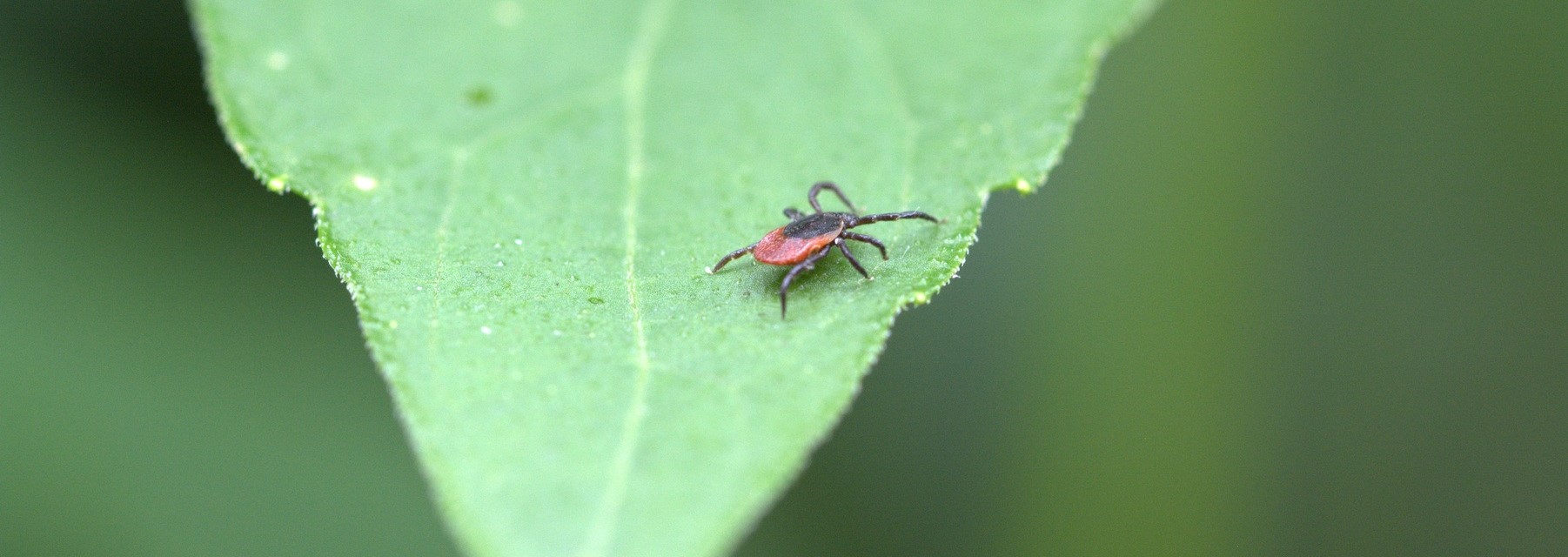 Как защититься от клещей