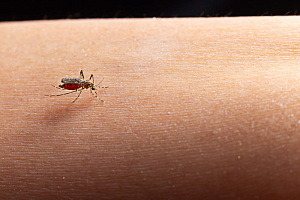 Правила выбора средств защиты от насекомых летом